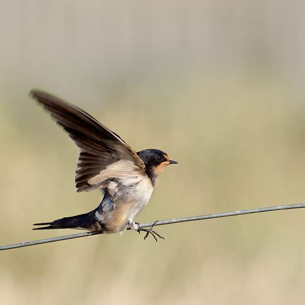 Life on the Wire 4.jpg